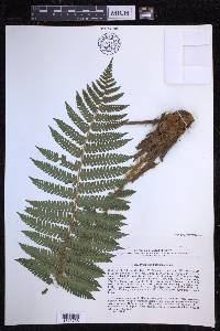 Dryopteris crassirhizoma image