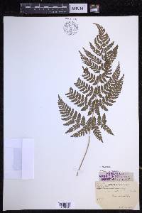 Dryopteris dilatata image