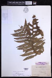 Dryopteris crassirhizoma image