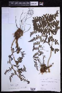 Dryopteris chrysocoma image