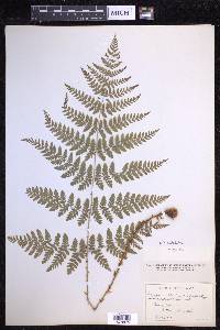 Dryopteris dilatata image