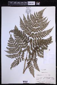 Dryopteris dilatata image