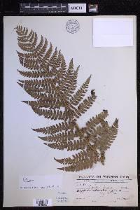 Dryopteris chrysocoma image