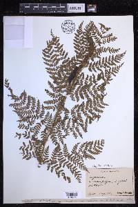 Dryopteris dilatata image