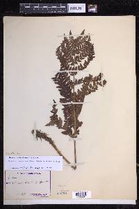 Dryopteris dilatata image