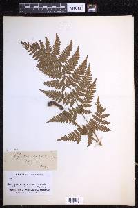 Dryopteris dilatata image