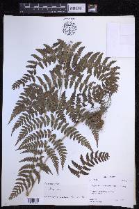 Dryopteris caroli-hopei image