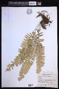 Serpocaulon wagneri image