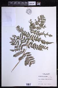 Dryopteris dilatata image