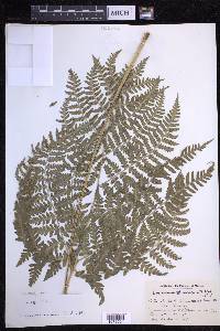 Dryopteris caroli-hopei image