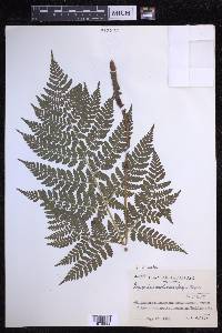 Dryopteris dilatata image