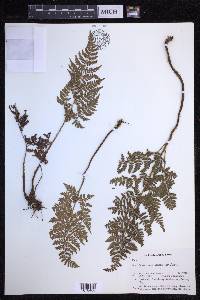 Dryopteris aemula image