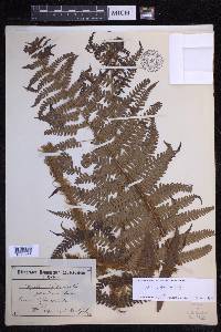 Dryopteris affinis image