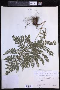 Dryopteris dilatata image