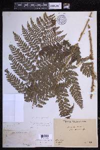 Dryopteris dilatata image