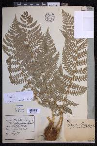 Dryopteris chrysocoma image