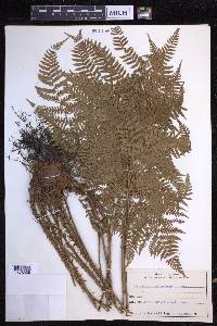 Dryopteris erythrosora image