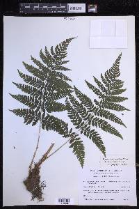 Dryopteris dilatata image