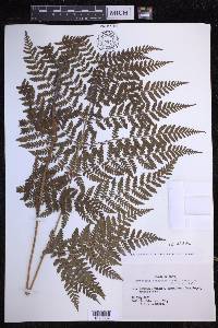 Dryopteris dilatata image