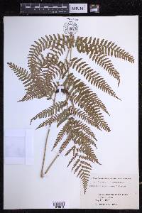 Dryopteris erythrosora image