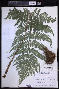 Dryopteris dilatata image