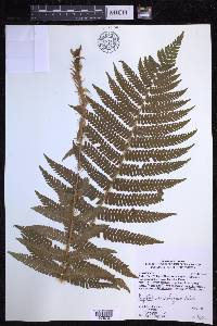 Dryopteris crassirhizoma image