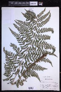 Dryopteris dilatata image