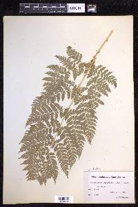 Dryopteris dilatata image