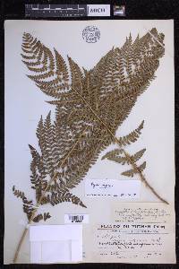 Dryopteris chrysocoma image