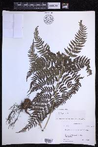 Dryopteris caroli-hopei image