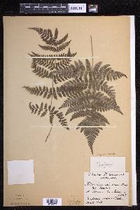 Dryopteris dilatata image