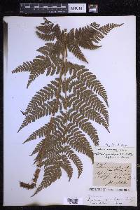 Dryopteris dilatata image