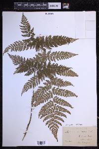 Dryopteris dilatata image