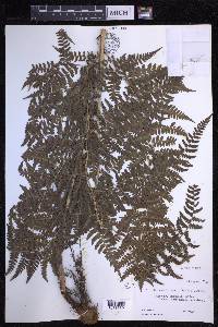 Dryopteris caroli-hopei image