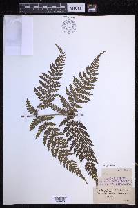 Dryopteris dilatata image