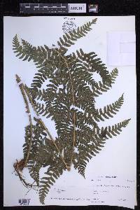 Dryopteris chrysocoma image