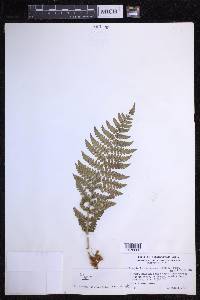 Dryopteris chrysocoma image