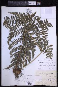 Dryopteris caroli-hopei image