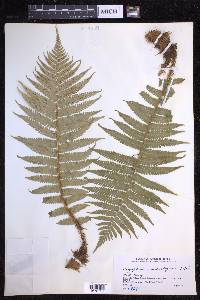 Dryopteris crassirhizoma image