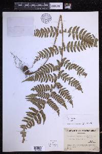 Dryopteris erythrosora image