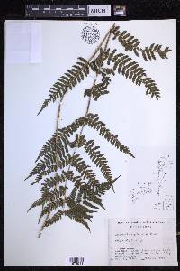 Dryopteris erythrosora image