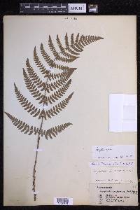 Dryopteris erythrosora image