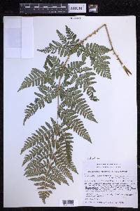 Dryopteris dilatata image