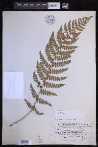 Dryopteris chrysocoma image