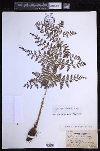 Dryopteris expansa image