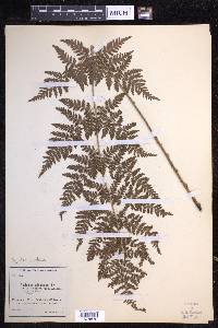 Dryopteris dilatata image