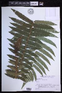 Dryopteris crassirhizoma image