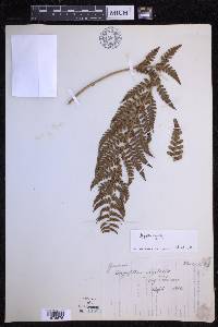 Dryopteris chrysocoma image