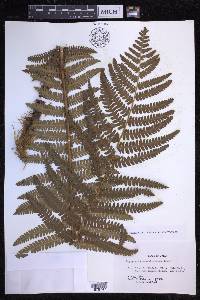 Dryopteris crassirhizoma image