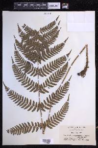 Dryopteris erythrosora image